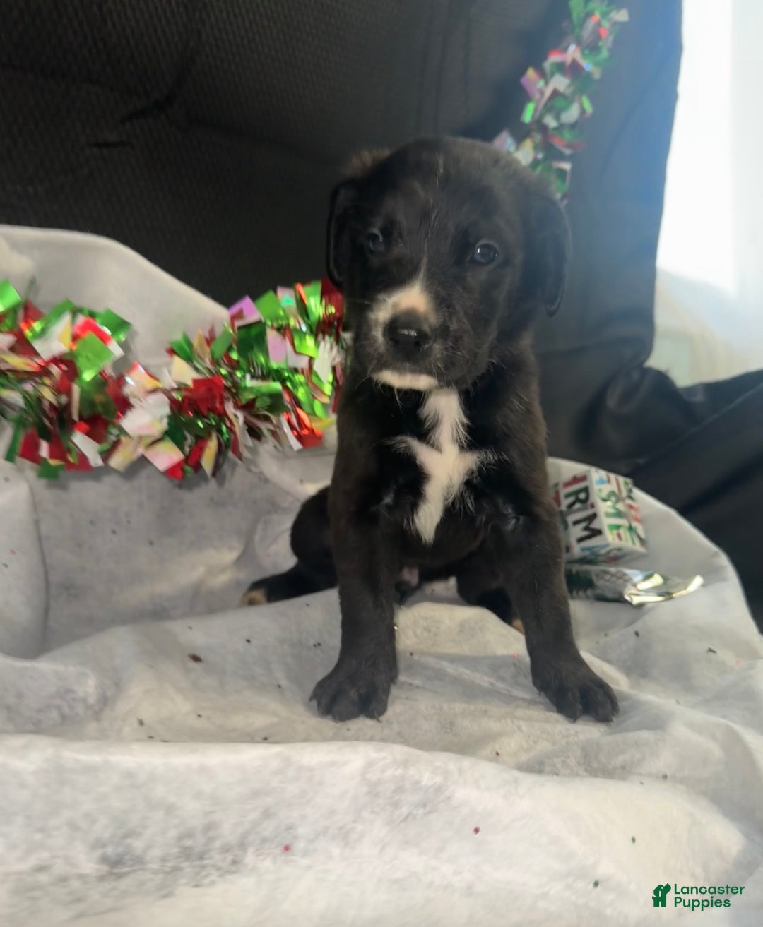 Mixed Breed dogs for sale: Bruno - Ad 1