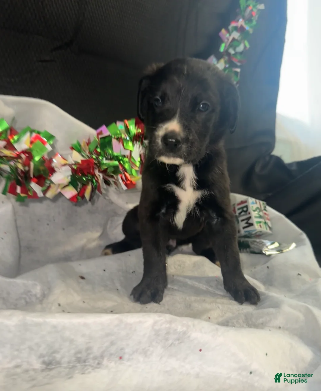 Mixed Breed dogs for sale: Bruno - Ad 1