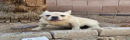 French Bulldog dogs for sale: French Bulldog Puppy 1 - Ad 4