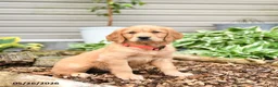 Golden Retriever dogs for sale: Gigi - Ad 3
