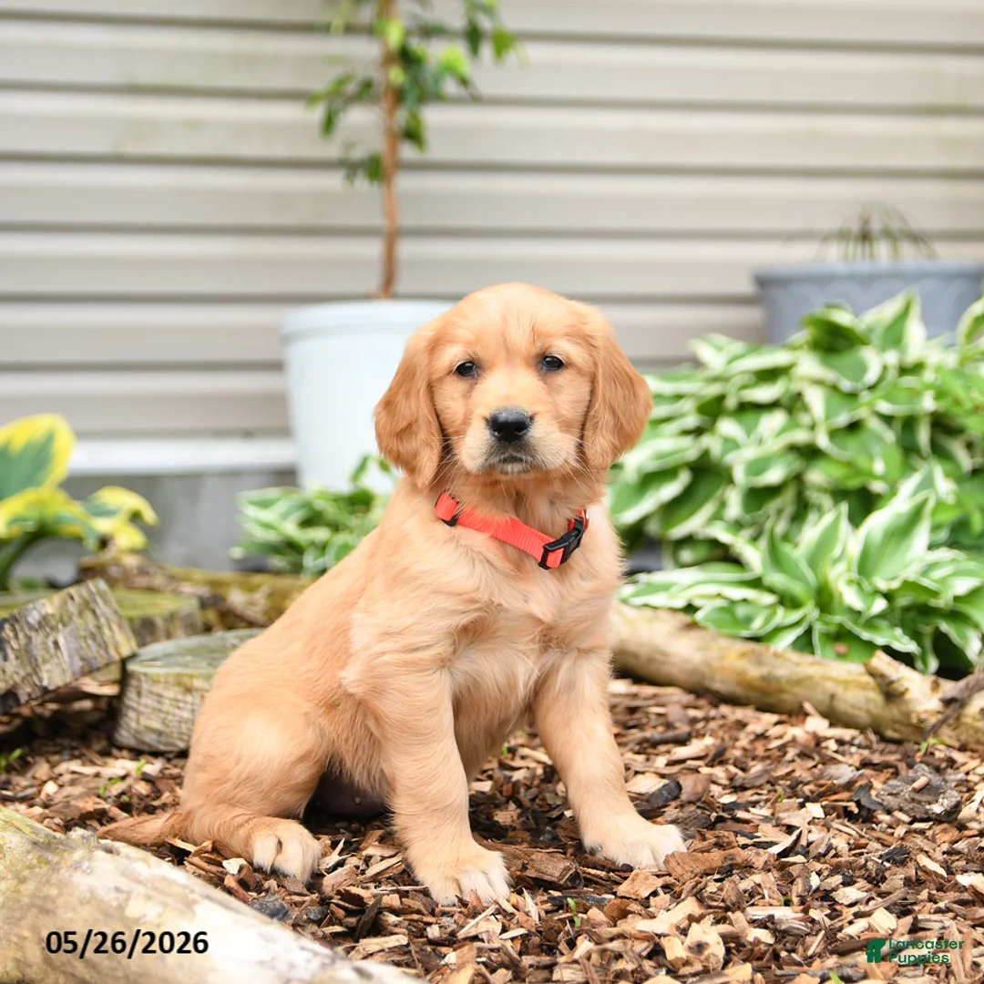 Golden Retriever dogs for sale: Gigi - Ad 3