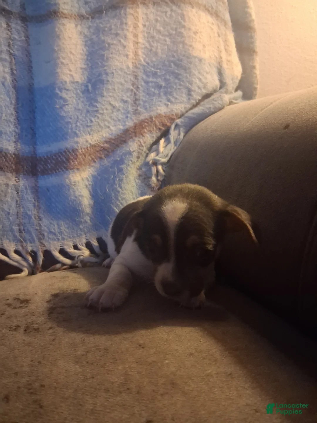 Mixed Breed dogs for sale: Mixed Breed Puppy 2 - Ad 1