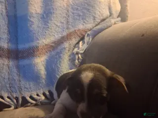 Mixed Breed dogs Mixed Breed Puppy 2 - Ad 27