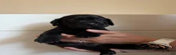 Mixed Breed dogs for sale: Mixed Breed 1 - Ad 6