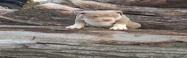American Bully female 2