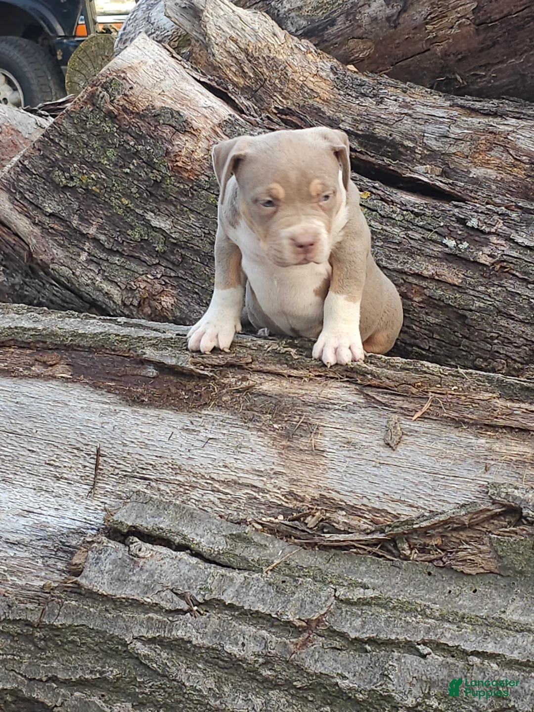 American Bully dogs for sale: American Bully female 2 - Ad 1