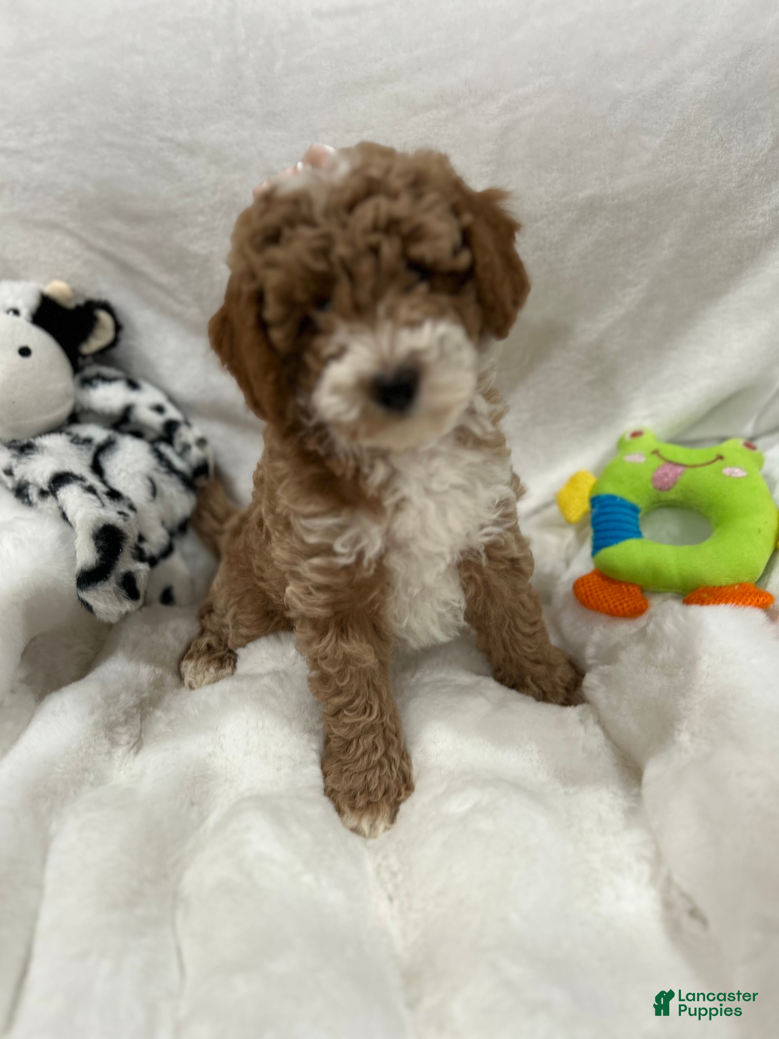 Mini Goldendoodle dogs Petite Valentina Mini Goldendoodle Puppy 3 - Ad 2