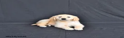 Golden Retriever dogs for sale: Jewelz     extra small - Ad 4