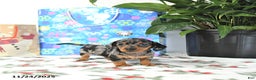 Miniature Dachshund dogs for sale: Betty   - Ad 2