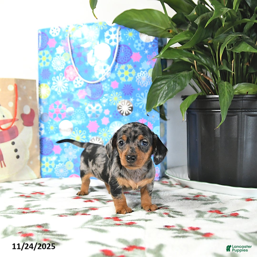 Miniature Dachshund dogs for sale: Betty   - Ad 2