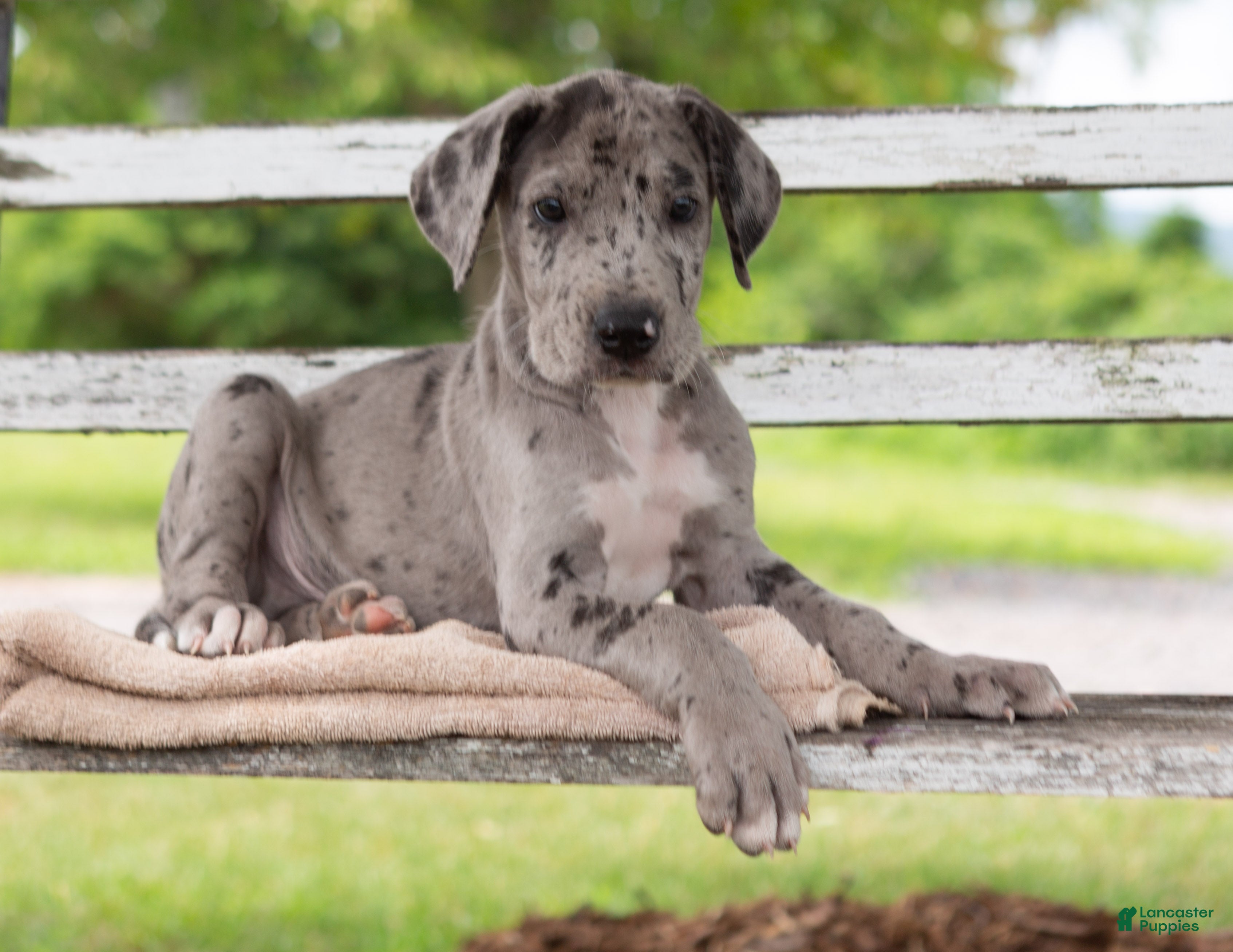 Great Dane dogs Gus - Ad 1