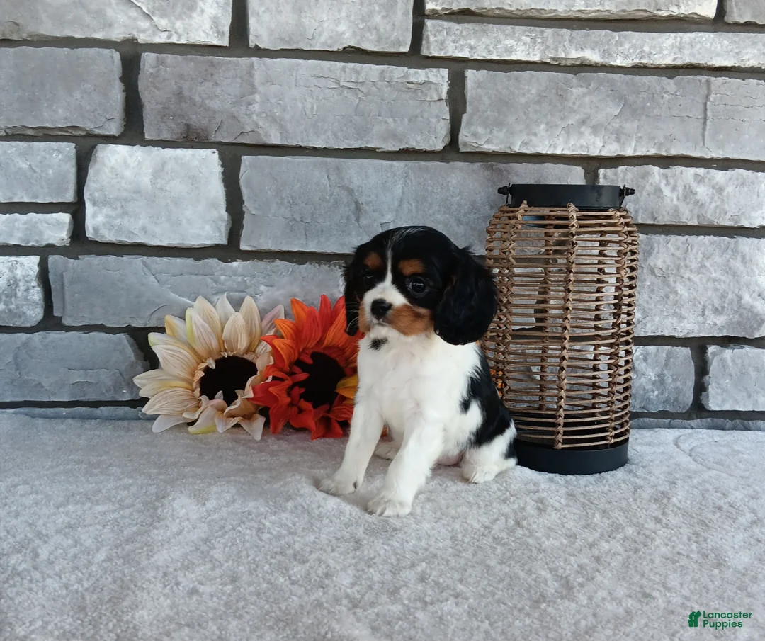 Cavalier King Charles Spaniel dogs for sale: Carmel  - Ad 1