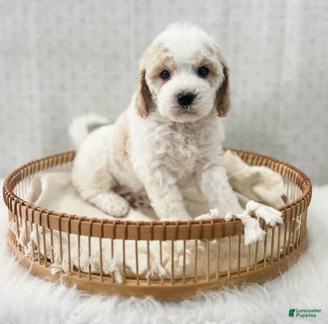 Cavapoo dogs for sale: Rye - Ad 4