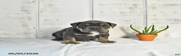 English Bulldog dogs for sale: Cocoa - Ad 2