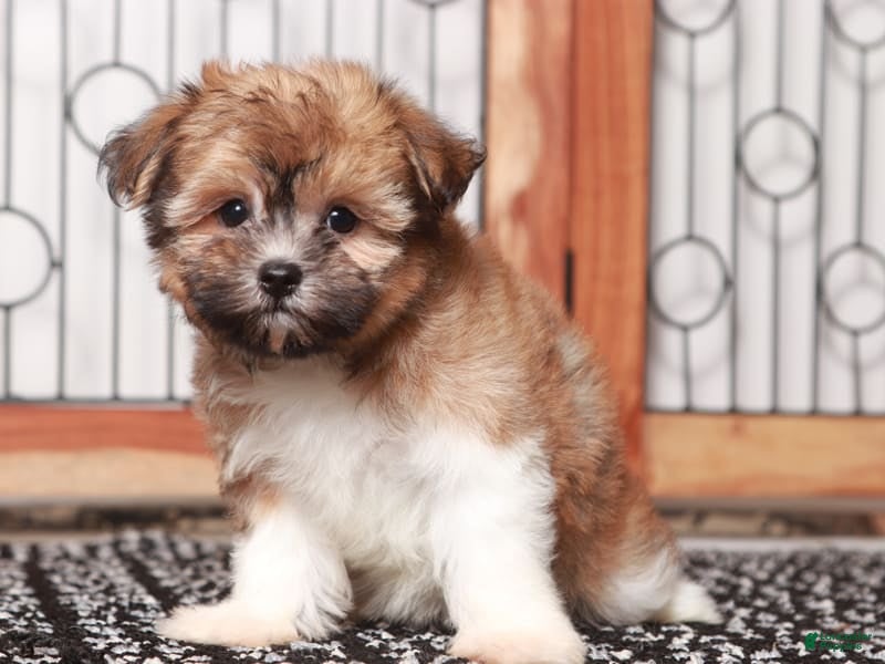 Havanese dogs Honey - Ad 2