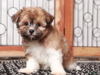 Havanese dogs Honey - Ad 2