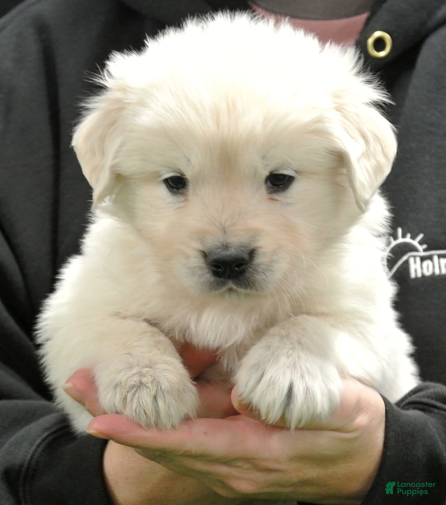 Golden Retriever dogs Max - Ad 27