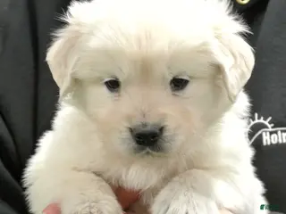 Golden Retriever dogs Max - Ad 27