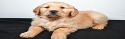 Golden Retriever dogs for sale: Jenny - Ad 6