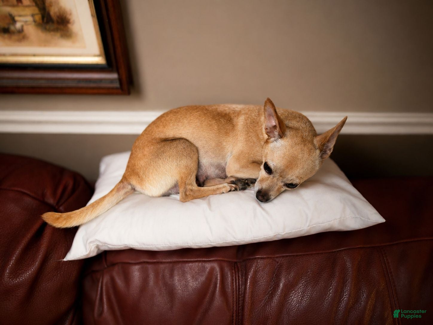 Chihuahua dogs Boy 2 - Ad 2