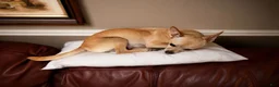 Chihuahua dogs for sale: Boy 2 - Ad 2