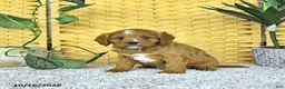 Cavapoo dogs for sale: Dax - Ad 3