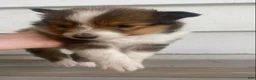 Shetland Sheepdog dogs for sale: Sylvana - Ad 6
