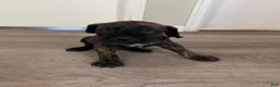 Cane Corso dogs for sale: Cane Corso 2 - Ad 6