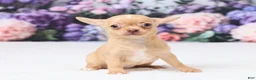 Chihuahua dogs for sale: Patzy - Ad 3