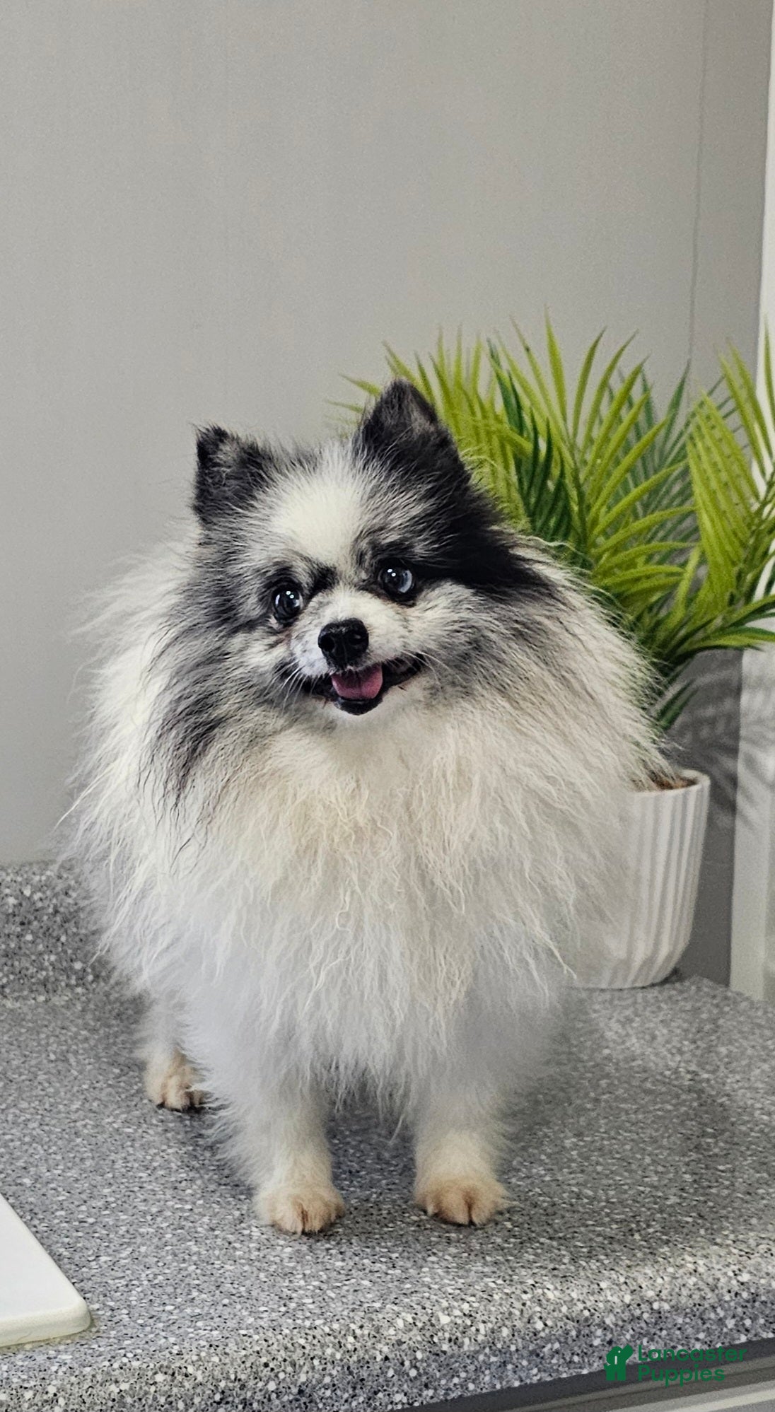 Pomeranian dogs Sam - Ad 1