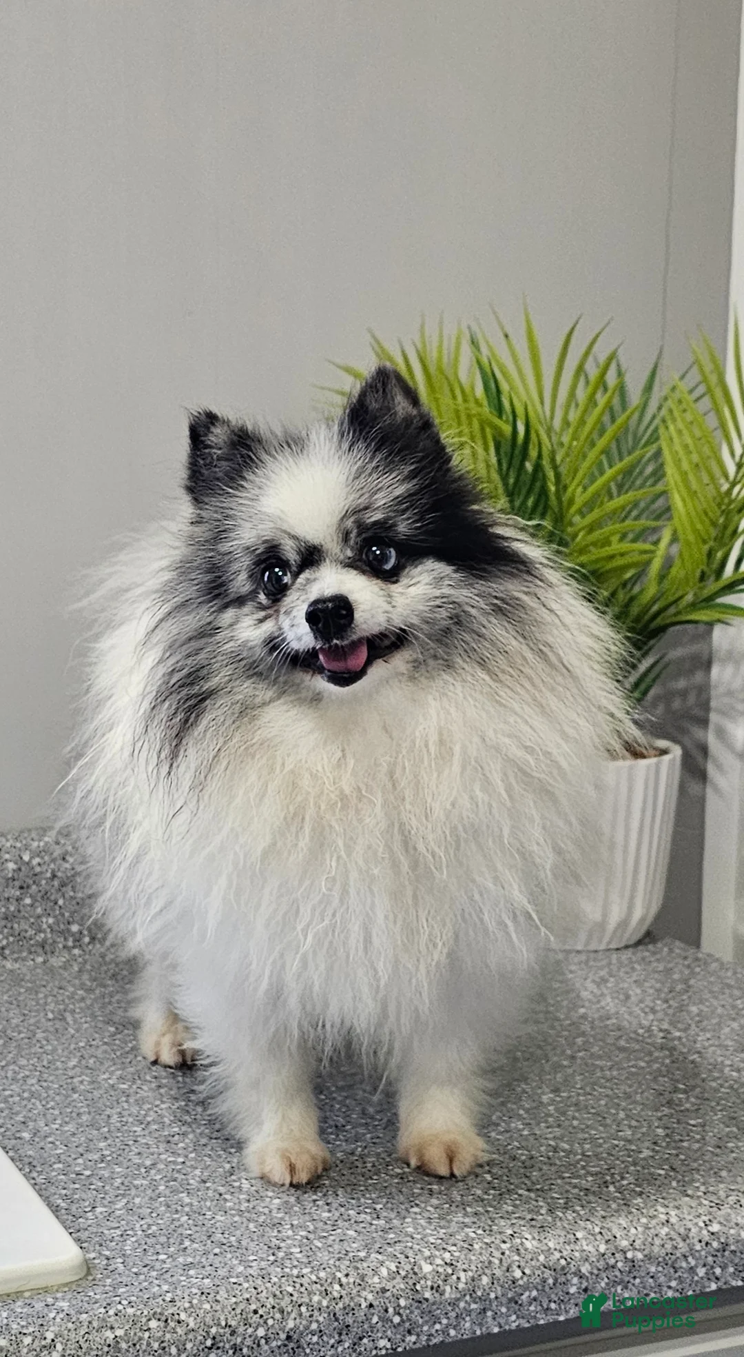 Pomeranian dogs for sale: Sam - Ad 1