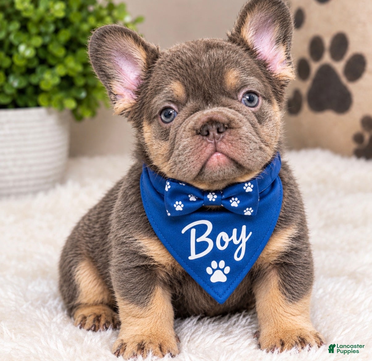 French Bulldog dogs Canon - Ad 1