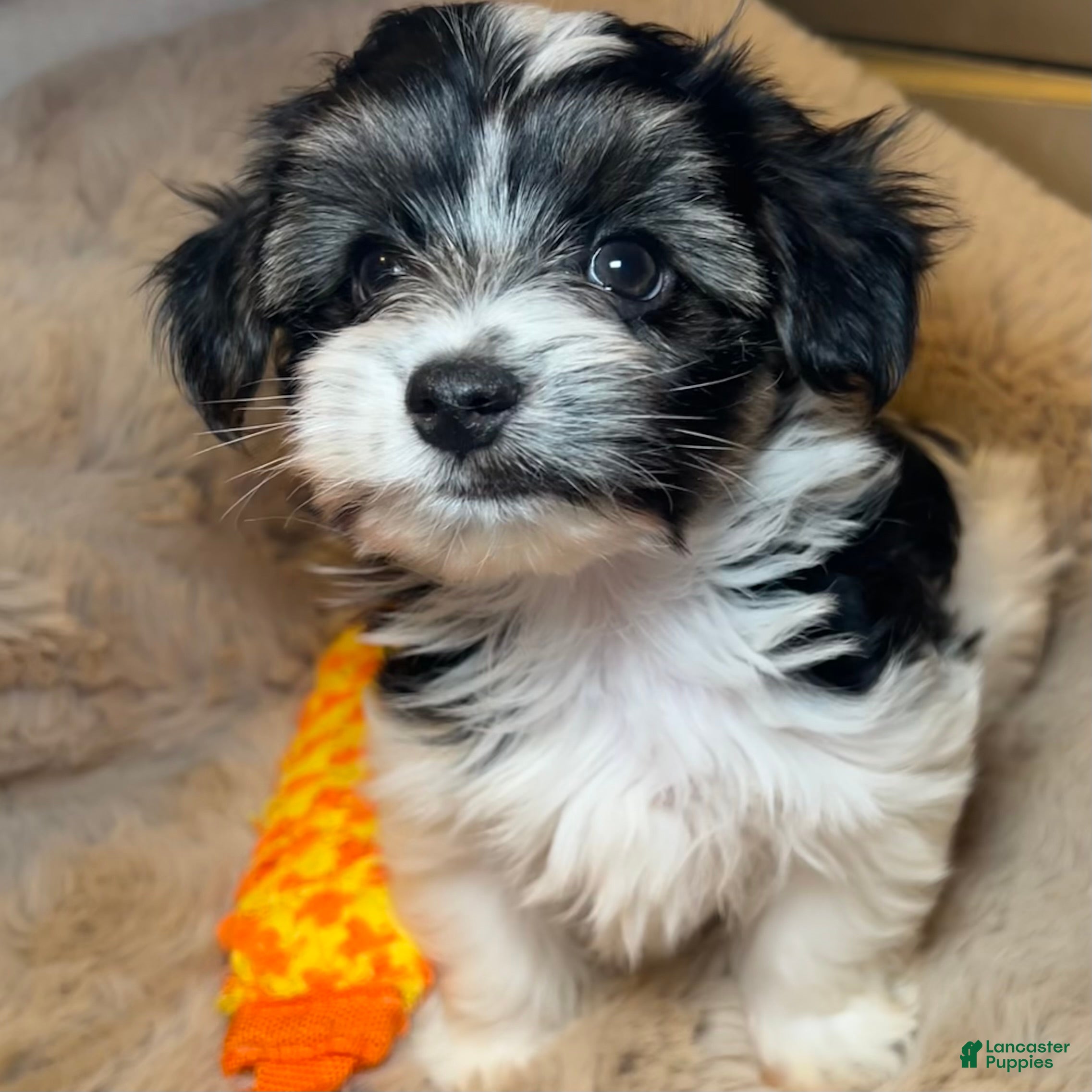 Mixed Breed dogs Dylan  - Ad 2