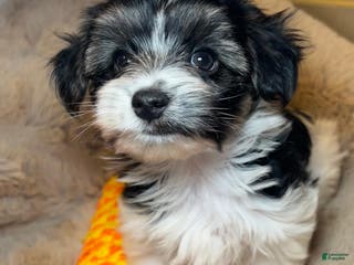 Mixed Breed dogs Dylan - Ad 11