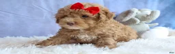 Miniature Poodle dogs for sale: ANDREW - Ad 9