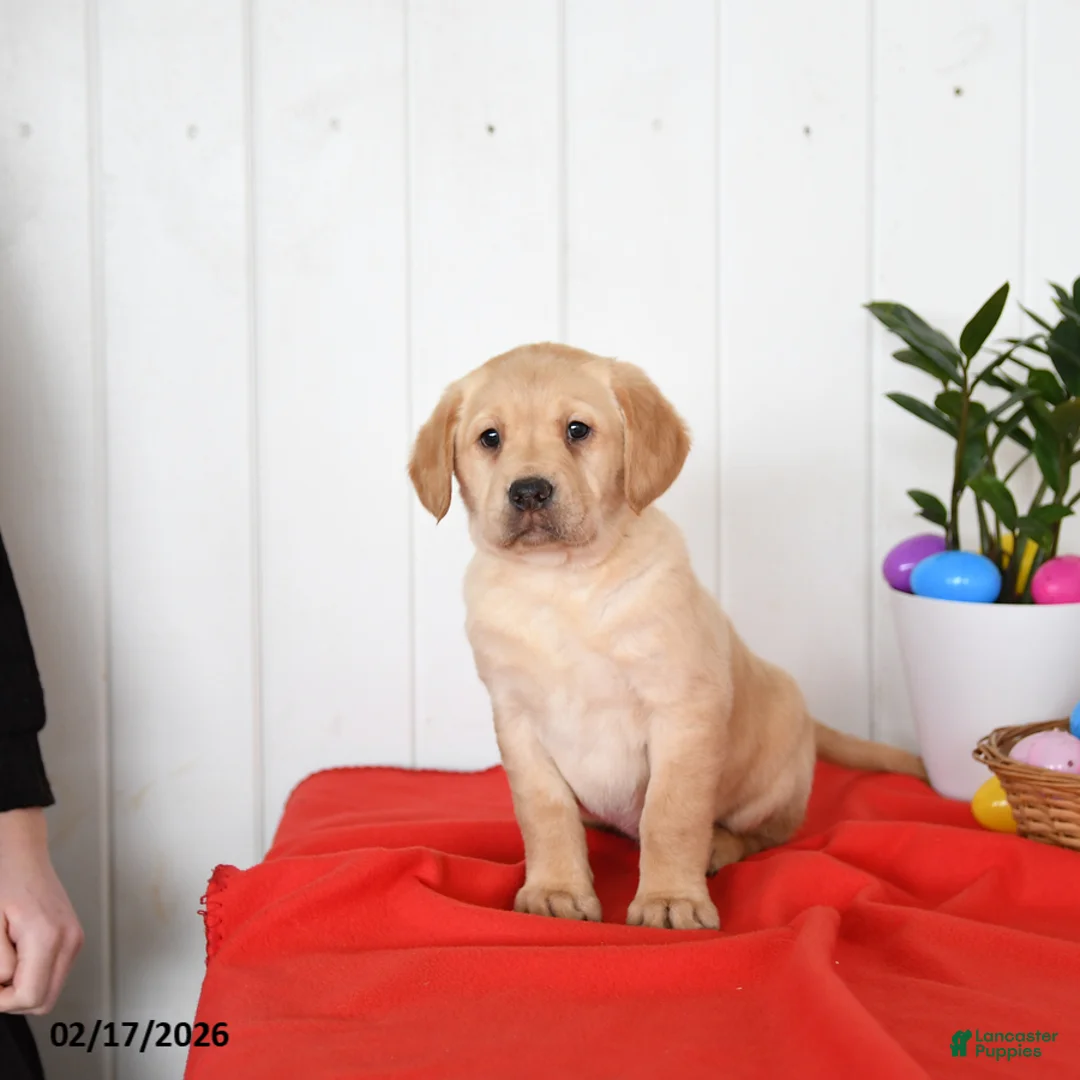 Goldador dogs for sale: Klifford - Ad 3