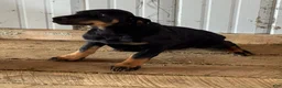 Doberman Pinscher dogs for sale: Doberman Pinscher Puppy 3 - Ad 2
