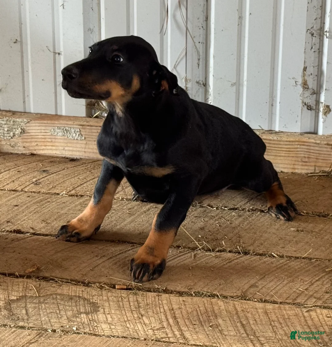 Doberman Pinscher dogs for sale: Doberman Pinscher Puppy 3 - Ad 2