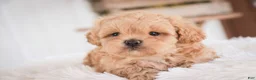 Shihpoo dogs for sale: Crockett - Ad 11