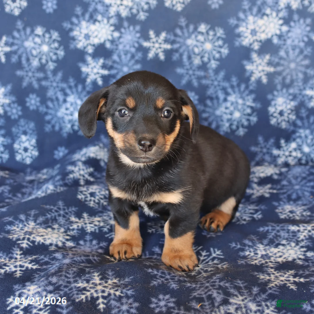 Welsh Corgi Pembroke dogs for sale: Scooter - Ad 3