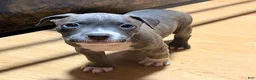American Bully dogs for sale: "AALIYAH" BLUE NOSE - Ad 2