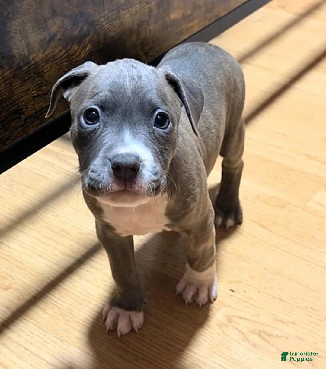 American Bully dogs for sale: "AALIYAH" BLUE NOSE - Ad 2
