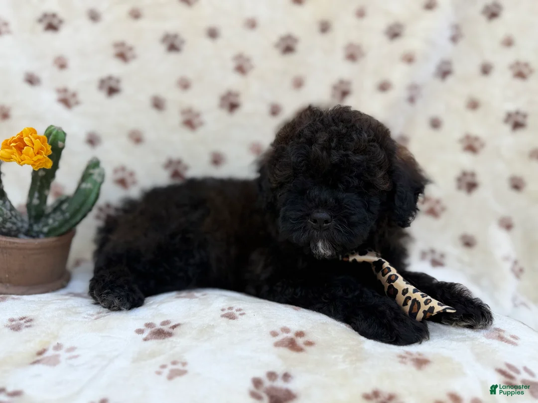 Shihpoo dogs for sale: Buddy - Ad 2