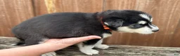 Pomsky dogs for sale: Brook - Ad 4