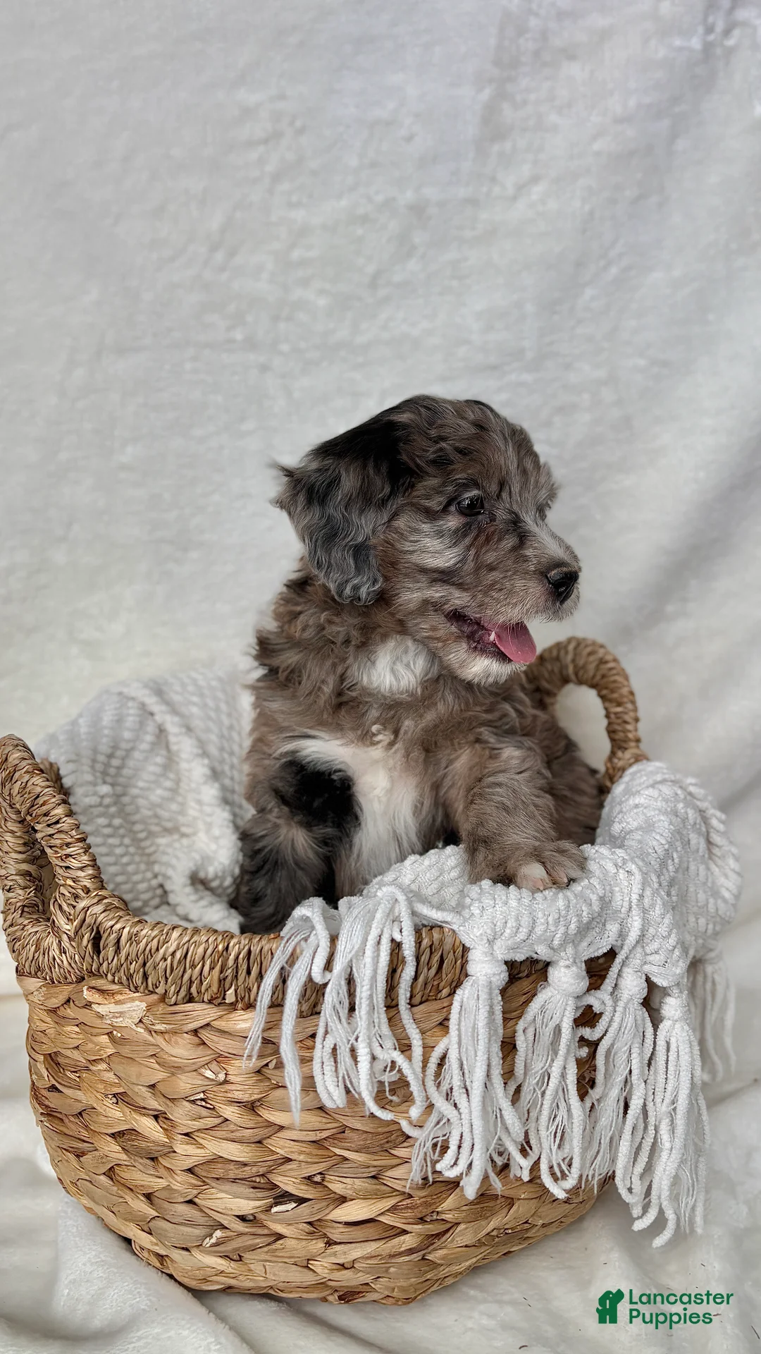 Bernedoodle dogs for sale: Bella - Ad 11