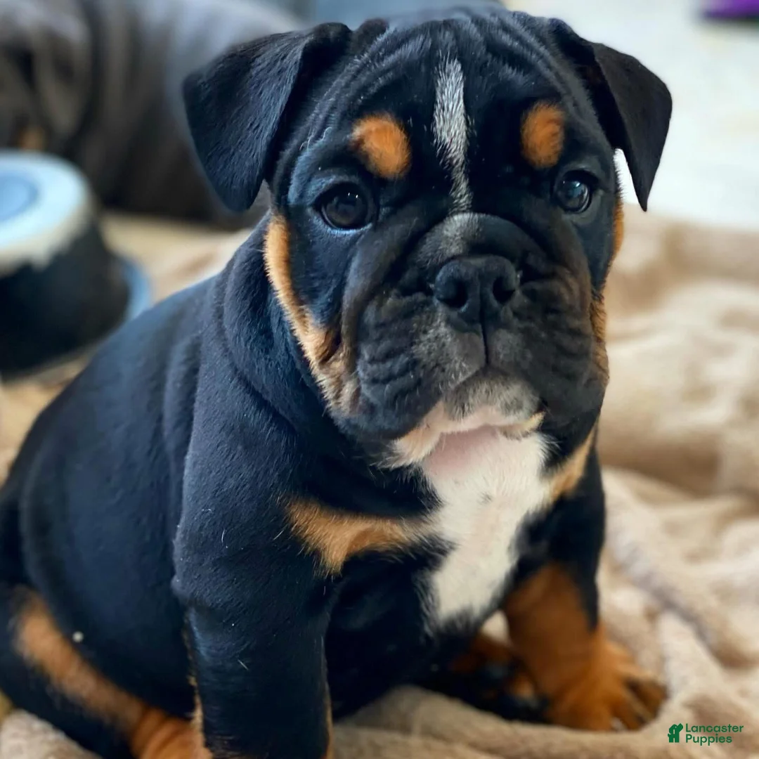 English Bulldog dogs for sale: Sweetheart  - Ad 2
