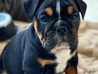 English Bulldog dogs Sweetheart - Ad 41