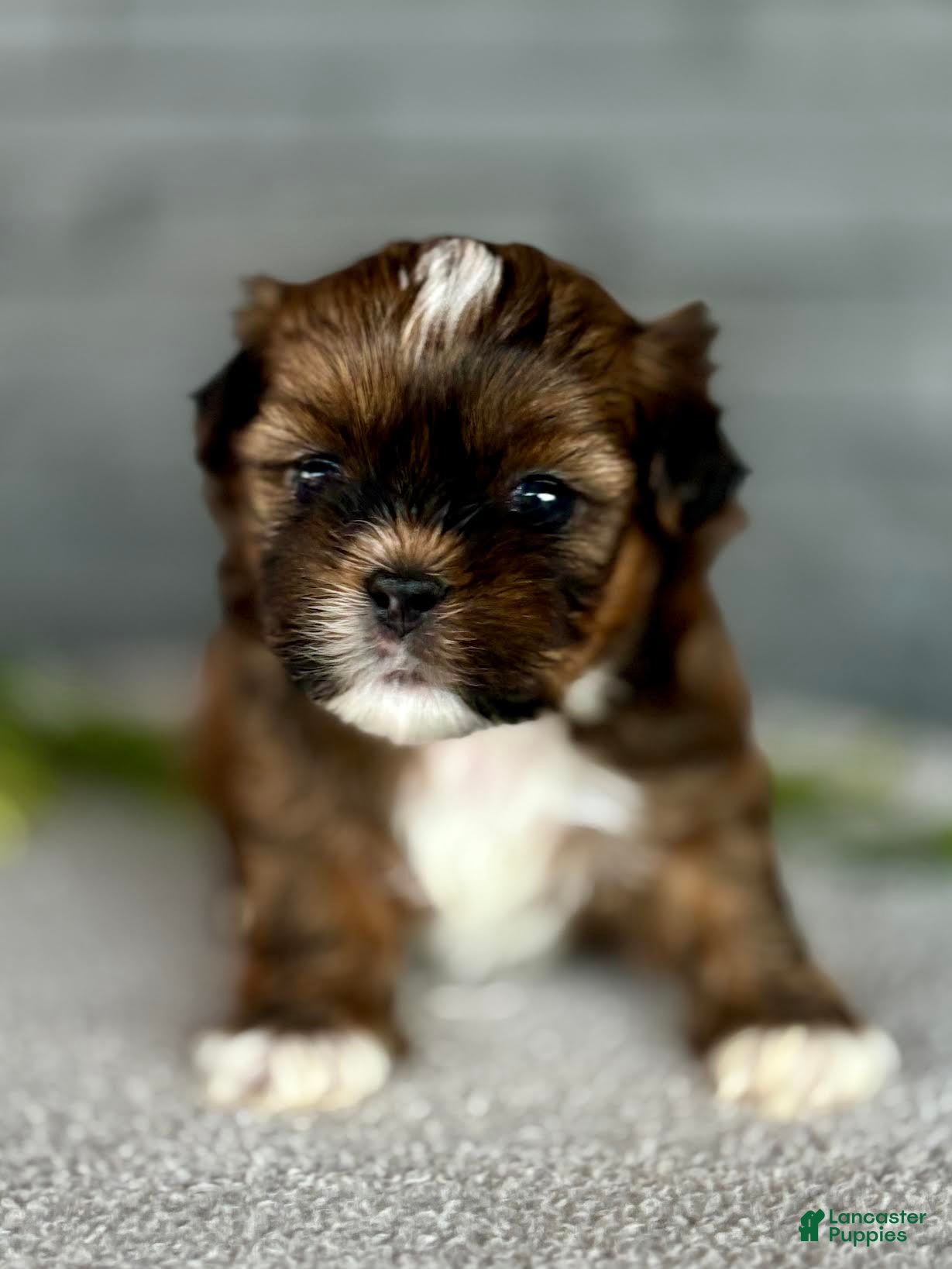 Shih Tzu dogs for sale: Salmon Shih Tzu Puppy  - Ad 1