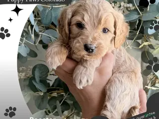 Mini Goldendoodle dogs Rooster - Ad 1