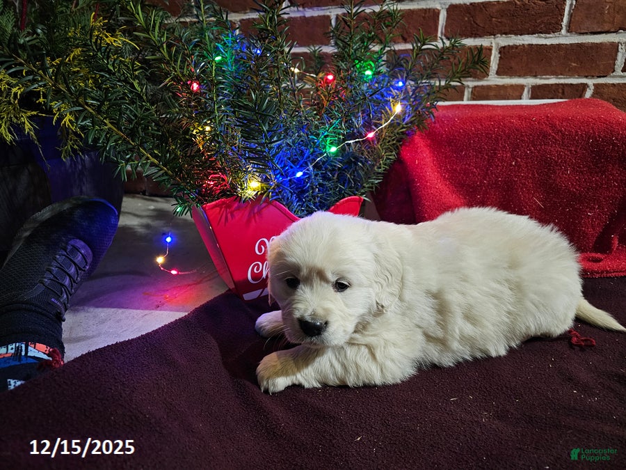 Golden Retriever dogs Karen - Ad 12